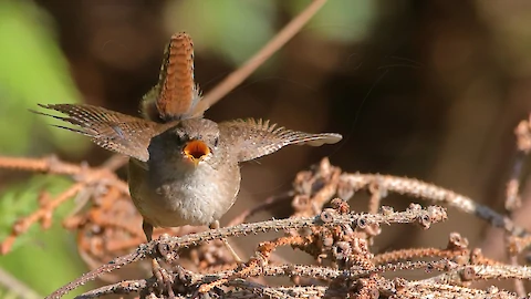 Zaunkönig (Troglodytes troglodytes)