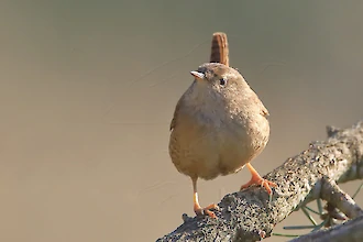 Wren (Troglodytes troglodytes)