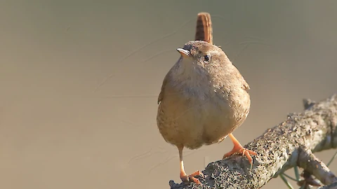 Zaunkönig (Troglodytes troglodytes)