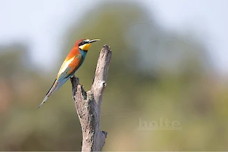 Bienenfresser (Merops apiaster)