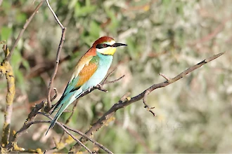 Bienenfresser (Merops apiaster)
