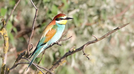 Wiedehopfe, Eisvögel, Spinte & Racken