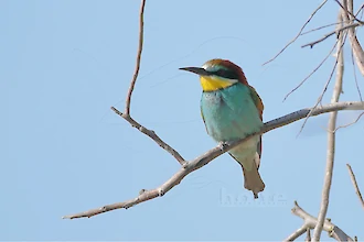 Bienenfresser (Merops apiaster)