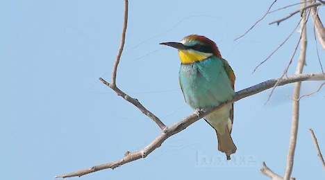 Wiedehopfe, Eisvögel, Spinte & Racken