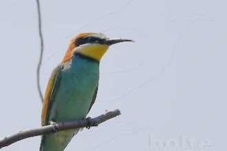 Bienenfresser (Merops apiaster)