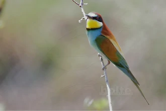 Bienenfresser (Merops apiaster)