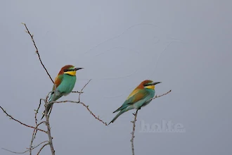 Bienenfresser (Merops apiaster)