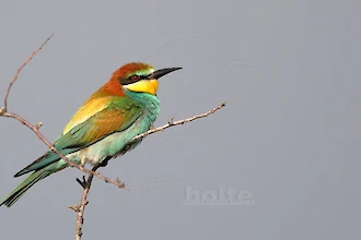Bienenfresser (Merops apiaster)
