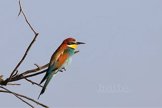 Bienenfresser (Merops apiaster)