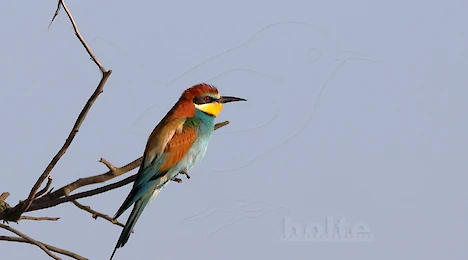 Wiedehopfe, Eisvögel, Spinte & Racken
