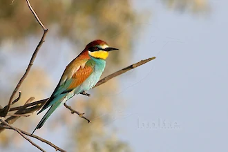 Bienenfresser (Merops apiaster)