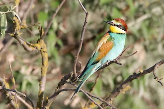 Bienenfresser (Merops apiaster)