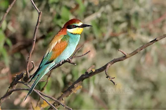 Bienenfresser (Merops apiaster)