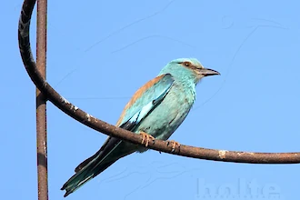 Blauracke (Coracias garrulus)