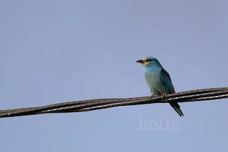 Blauracke (Coracias garrulus)