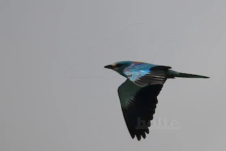 Blauracke (Coracias garrulus)