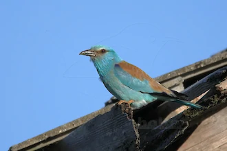 Blauracke (Coracias garrulus)