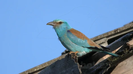 Hoopoes, kingfishers, bee-eaters & rollers