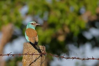 Blauracke (Coracias garrulus)