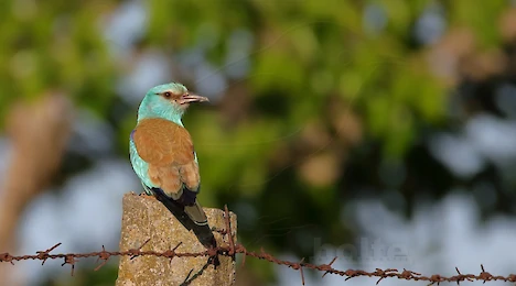 Hoopoes, kingfishers, bee-eaters & rollers