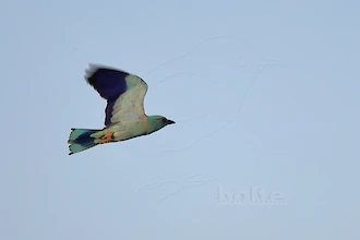 Blauracke (Coracias garrulus)