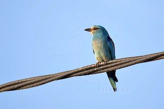 Blauracke (Coracias garrulus)