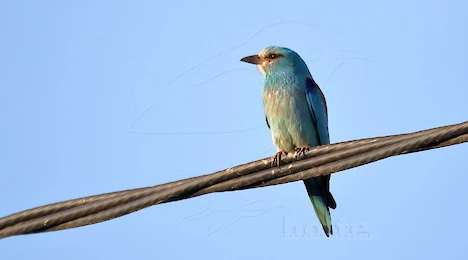 Hoopoes, kingfishers, bee-eaters & rollers