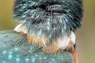 Eisvogel (Alcedo atthis)