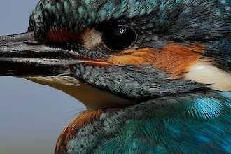 Eisvogel (Alcedo atthis)