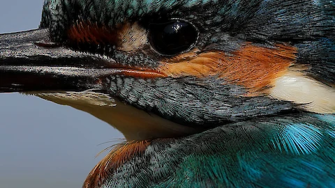 Eisvogel (Alcedo atthis)