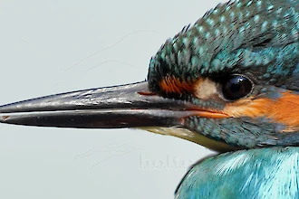 Eisvogel (Alcedo atthis)