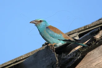 Blauracke (Coracias garrulus)