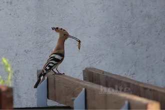 Wiedehopf (Upupa epops)