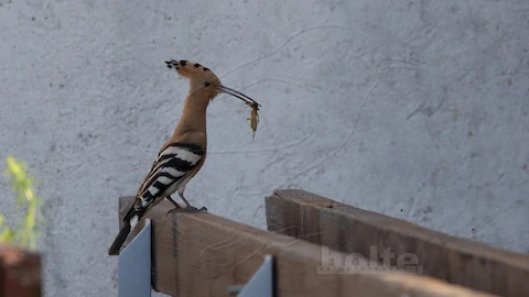 Wiedehopf (Upupa epops)