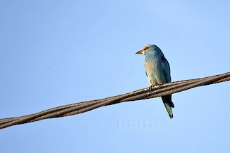 Blauracke (Coracias garrulus)