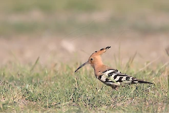 Wiedehopf (Upupa epops)