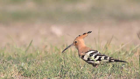 Wiedehopf (Upupa epops)