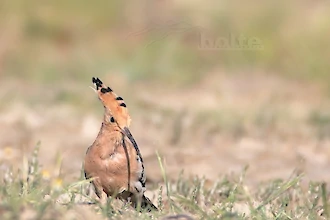 Wiedehopf (Upupa epops)