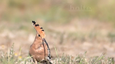 Hoopoes, kingfishers, bee-eaters & rollers