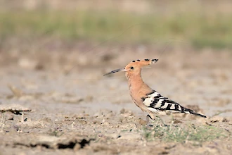 Wiedehopf (Upupa epops)