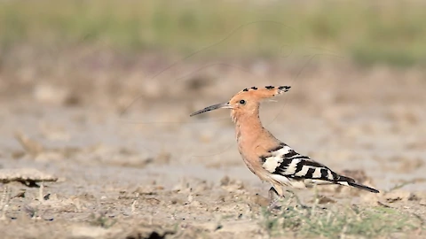 Wiedehopf (Upupa epops)