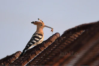 Wiedehopf (Upupa epops)