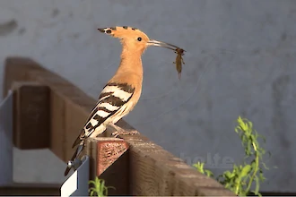 Wiedehopf (Upupa epops)