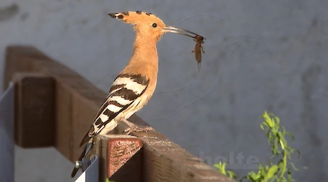 Hoopoes, kingfishers, bee-eaters & rollers