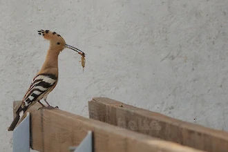 Wiedehopf (Upupa epops)