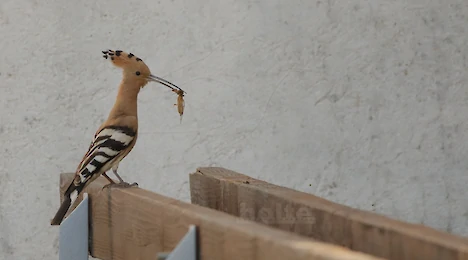 Hoopoes, kingfishers, bee-eaters & rollers