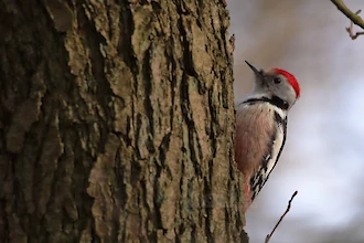 Mittelspecht (Leiopicus medius)