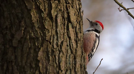 Woodpeckers