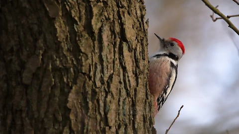 Mittelspecht (Leiopicus medius)
