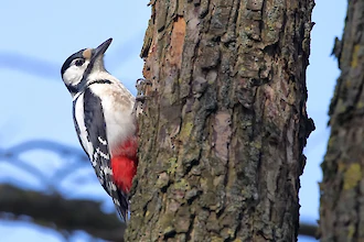 Buntspecht (Dendrocopos major)